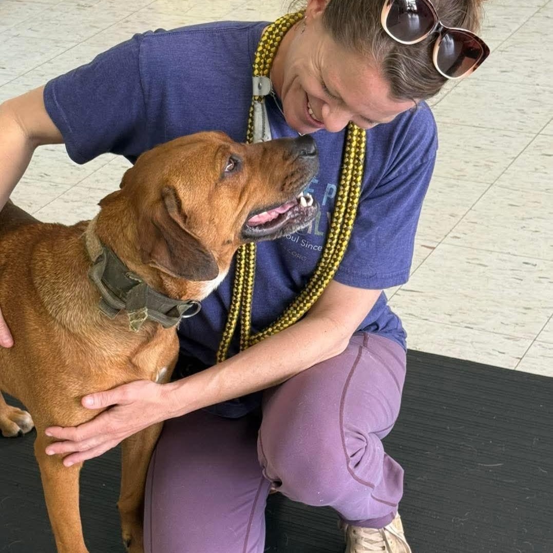 Enlarge Ruger: Finally Getting His Turn, a Adoptable mixed breed in Pennington, NJ image 2/4