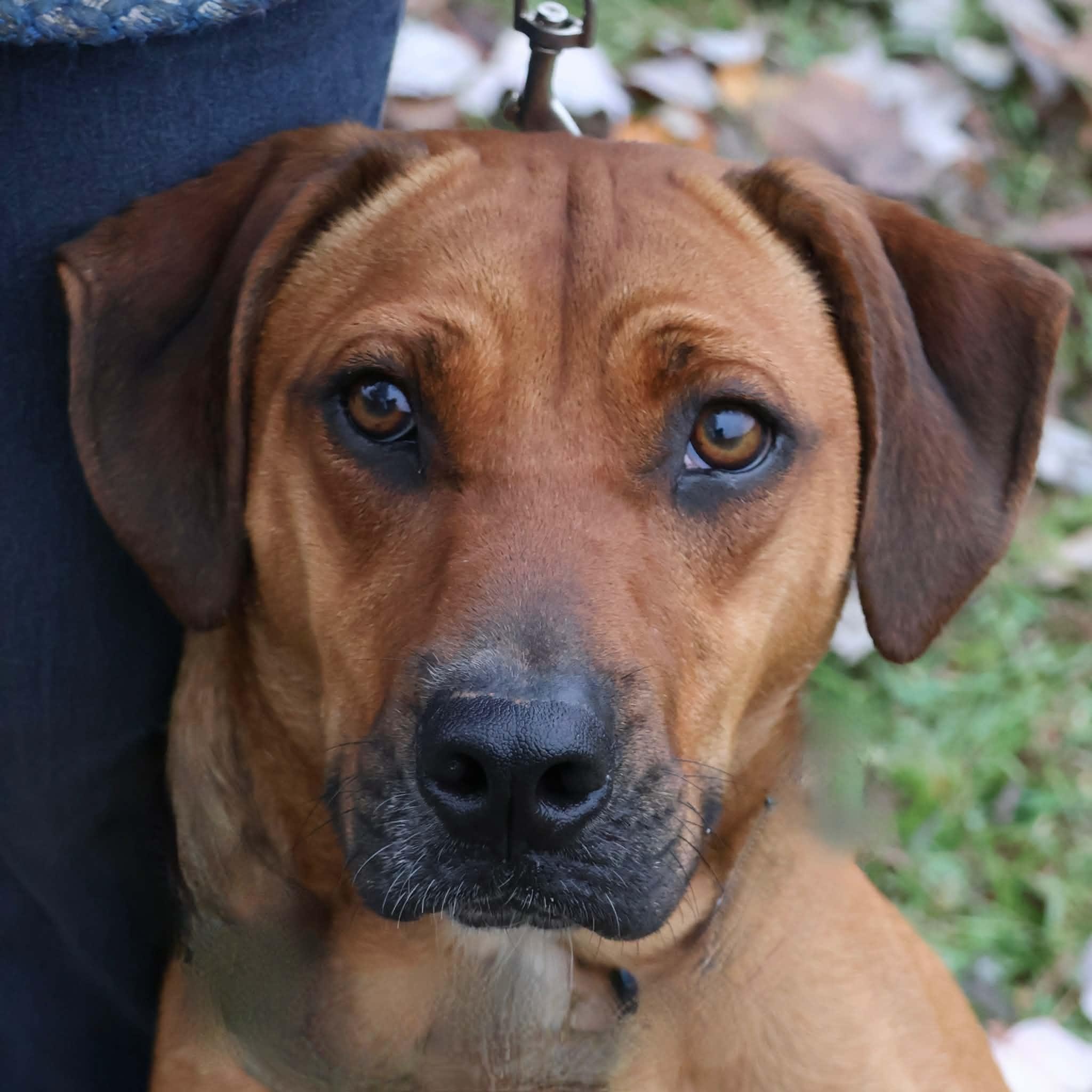 Enlarge Ruger: Finally Getting His Turn, a Adoptable mixed breed in Pennington, NJ image 1/4