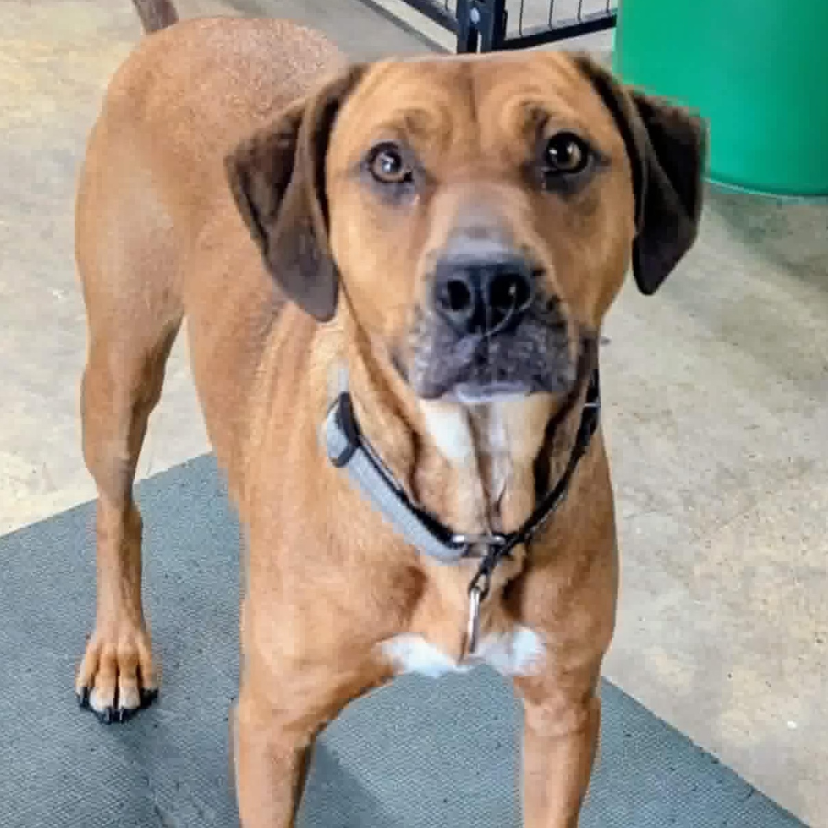 Enlarge Ruger: Finally Getting His Turn, a Adoptable mixed breed in Pennington, NJ image 3/4