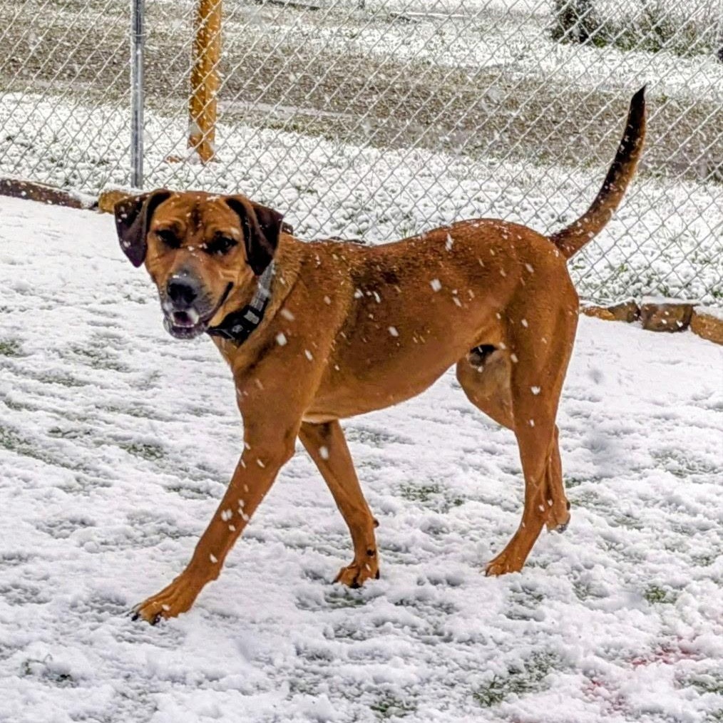 Enlarge Ruger: Finally Getting His Turn, a Adoptable mixed breed in Pennington, NJ image 4/4