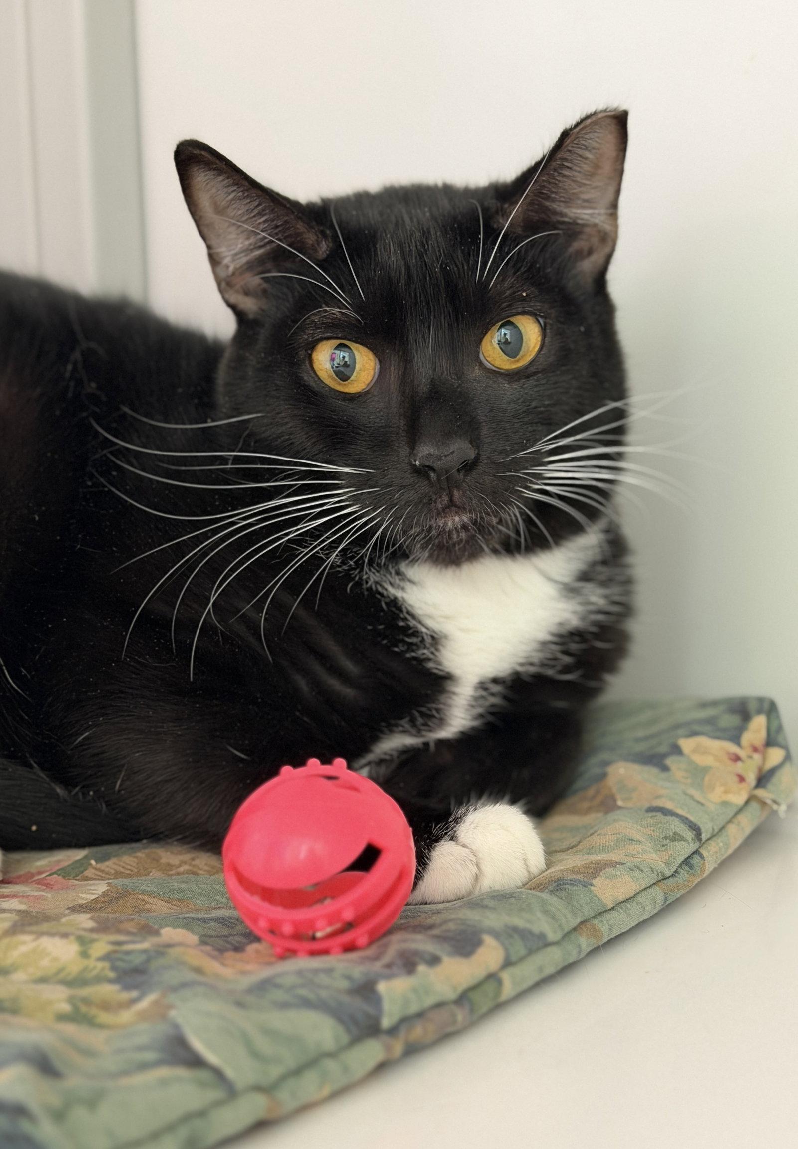 Enlarge Potbelly (St Thomas), a Adoptable Domestic Short Hair in Alexandria, VA image 1/1