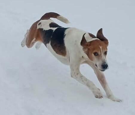 Enlarge Colby, a Adoptable Foxhound in Burgaw, NC image 2/6