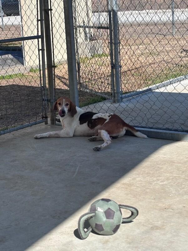 Enlarge Colby, a Adoptable Foxhound in Burgaw, NC image 3/6