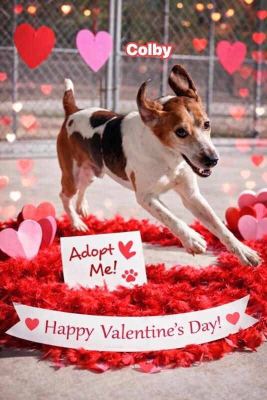 Enlarge Colby, a Adoptable Foxhound in Burgaw, NC image 4/6