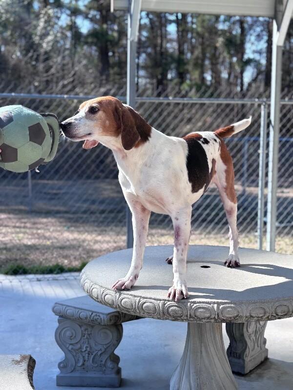 Enlarge Colby, a Adoptable Foxhound in Burgaw, NC image 5/6