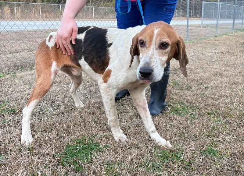 Enlarge Colby, a Adoptable Foxhound in Burgaw, NC image 1/1