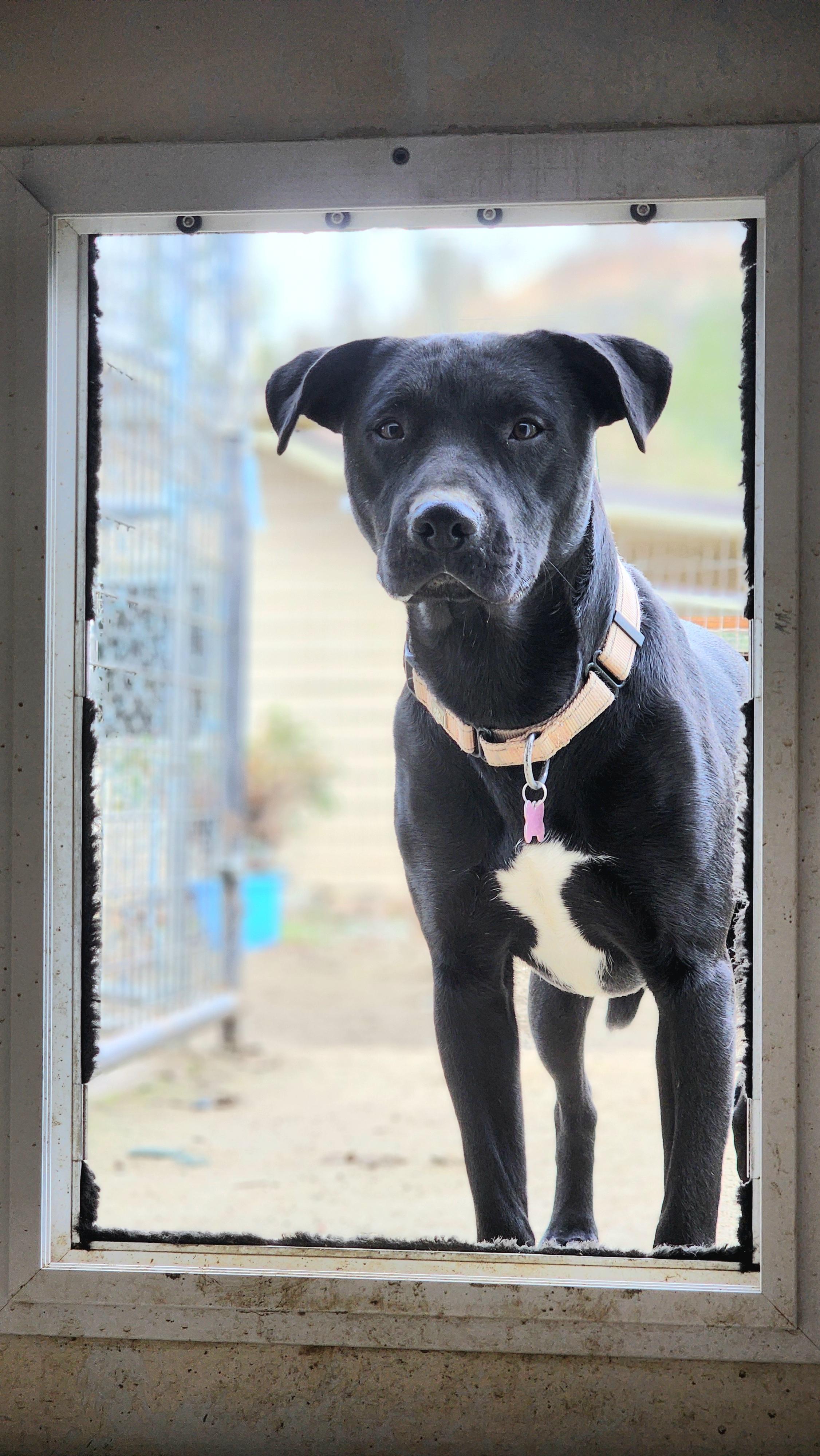 Enlarge Paisley, a Adoptable mixed breed in Jacksonville, OR image 1/4