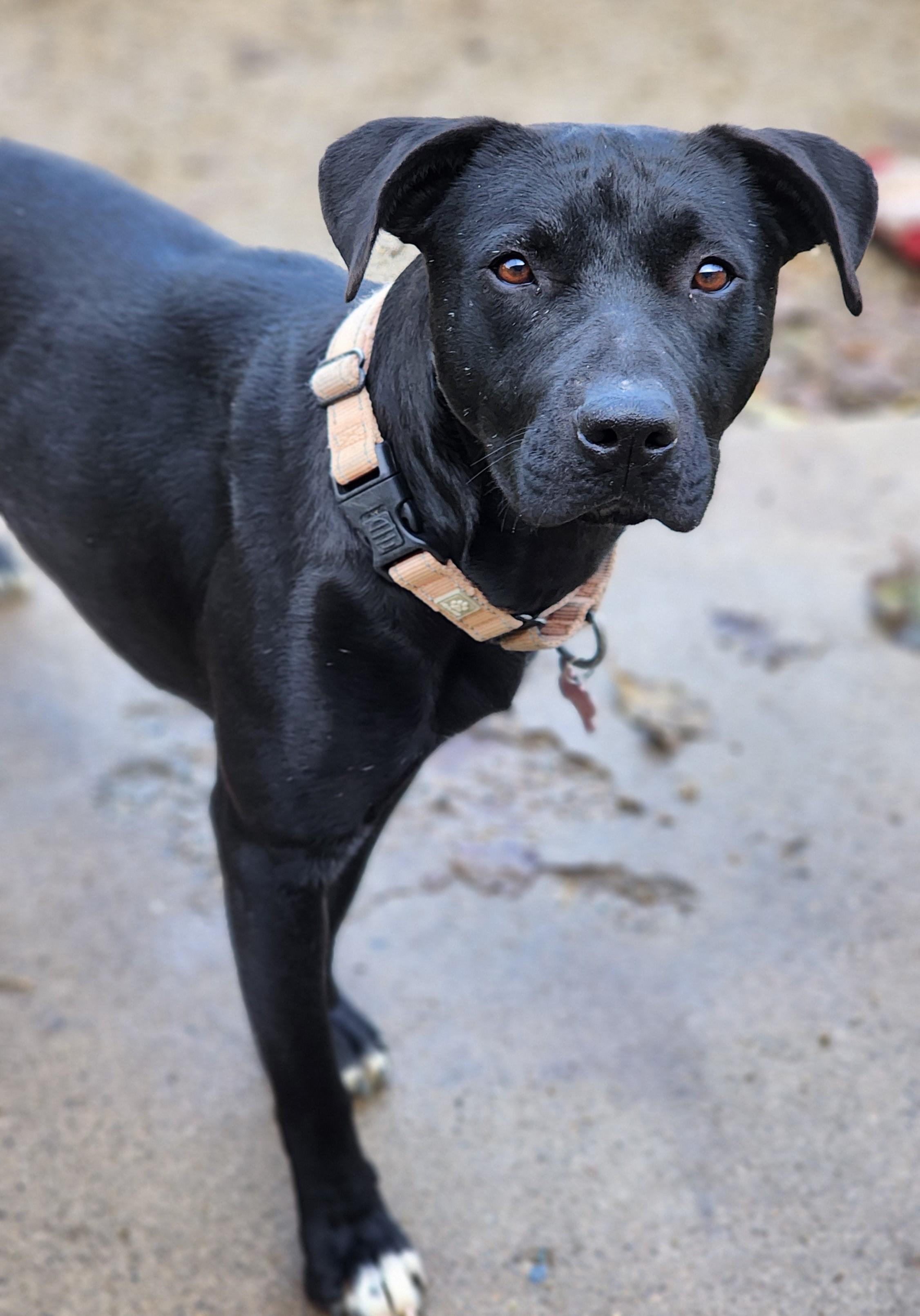 Paisley, Adoptable, Young Female Labrador Retriever & Terrier.