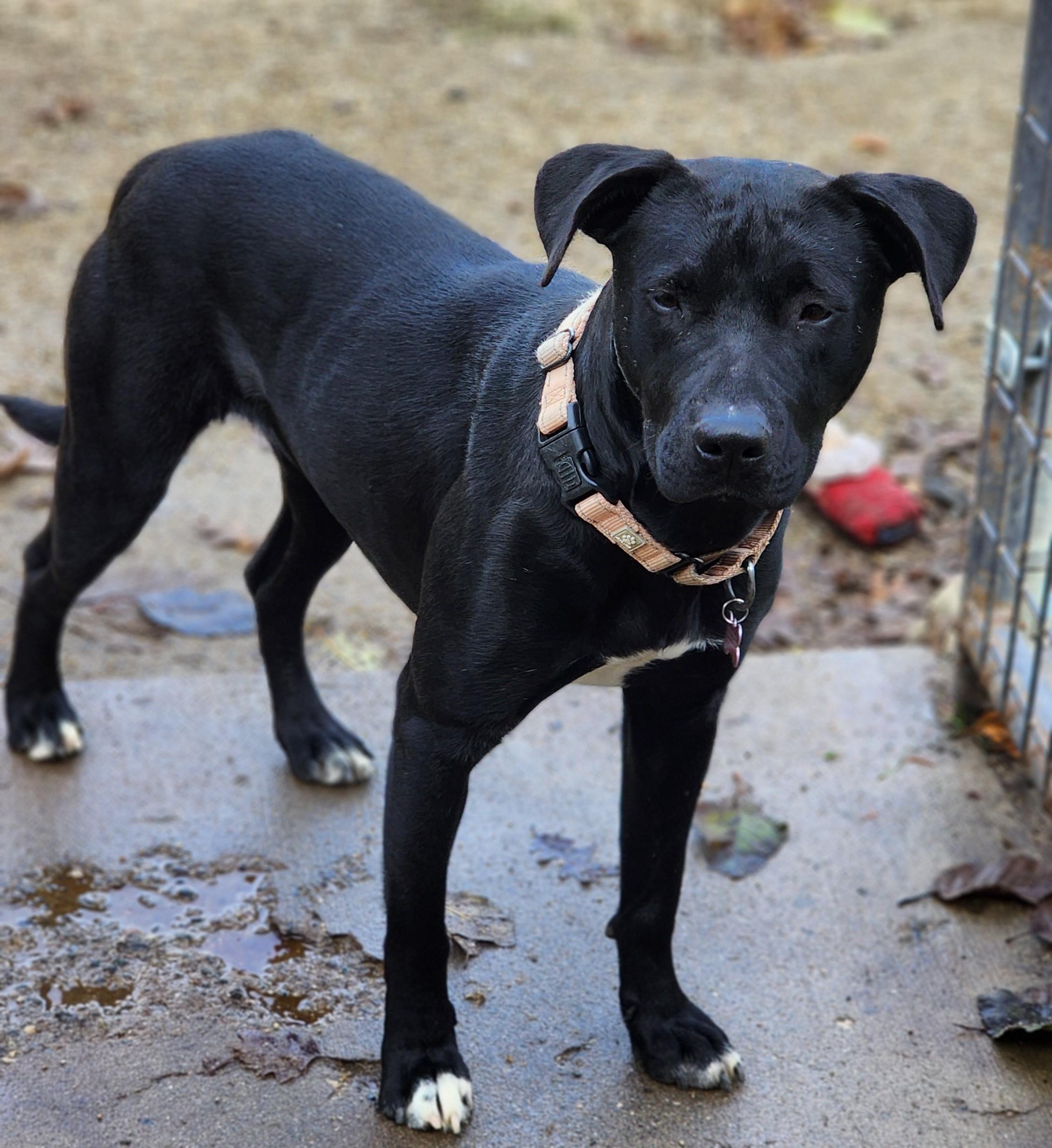 Enlarge Paisley, a Adoptable mixed breed in Jacksonville, OR image 2/2