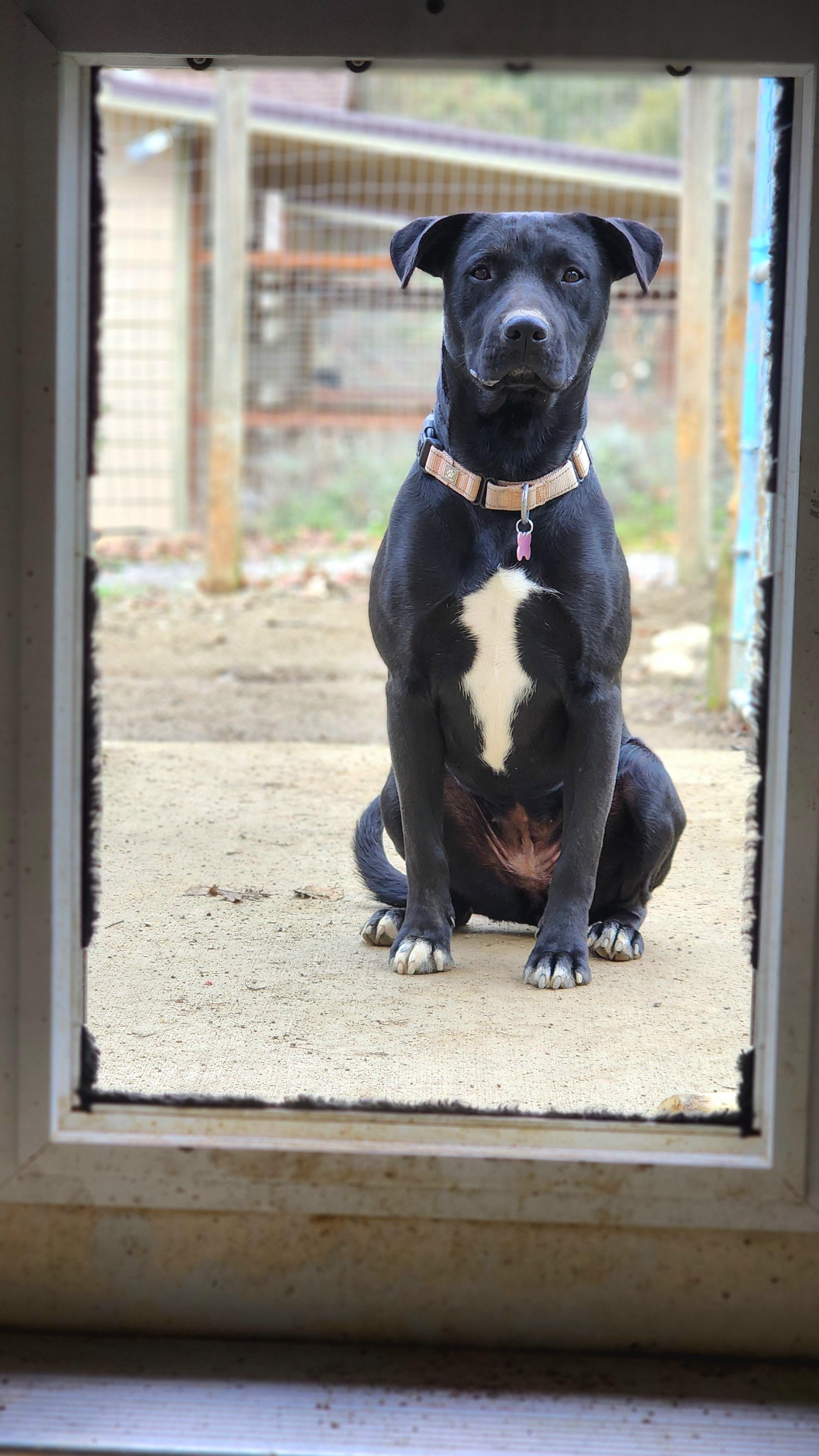 Enlarge Paisley, a Adoptable mixed breed in Jacksonville, OR image 4/4