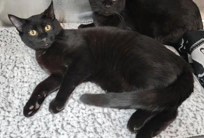 Enlarge Rocky, a ADOPTABLE mixed breed in Fairfield, IA image 2/2