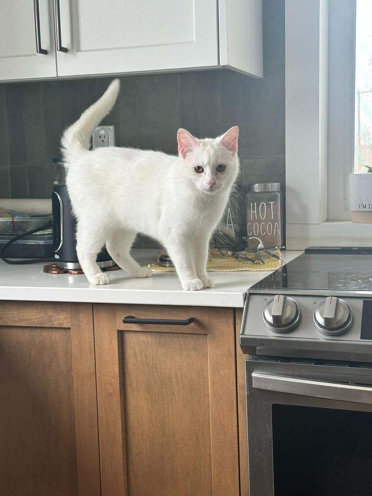 August 2 "Auggie, Adoptable, Kitten Male Domestic Short Hair.