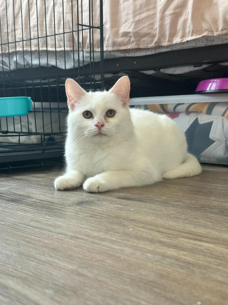 Enlarge August 2 "Auggie, a Adoptable Domestic Short Hair in Arthur, ON image 2/3