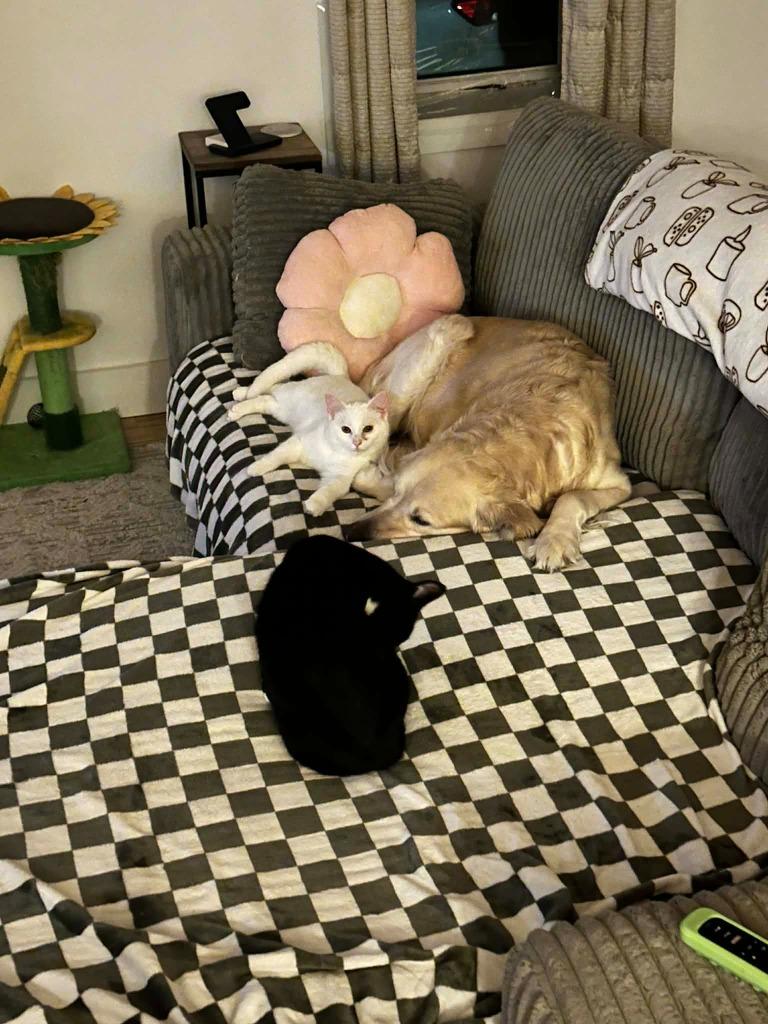 Enlarge August 2 "Auggie, a Adoptable Domestic Short Hair in Arthur, ON image 3/3