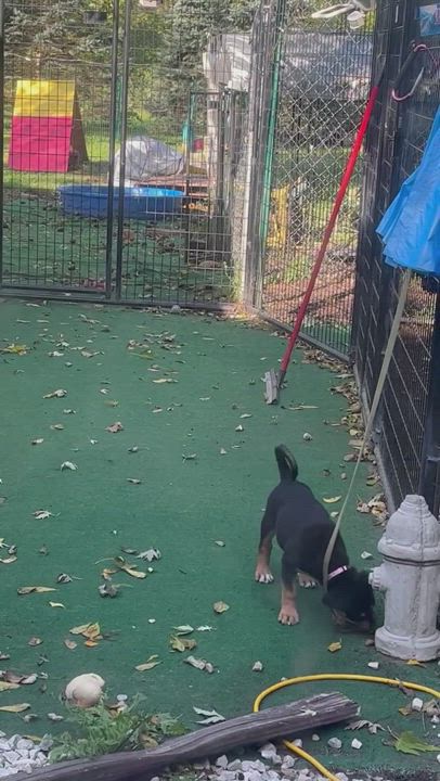 Enlarge LILAC, a Adopted mixed breed in Elgin, IL video 6/11