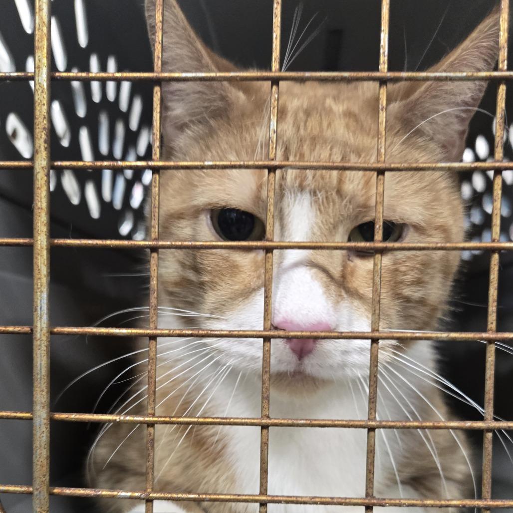 Palomo, Adoptable, Kitten Male Domestic Short Hair.