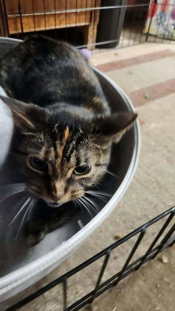 Enlarge Lizzy, a Adoptable Domestic Short Hair in Peoria, IL image 1/2