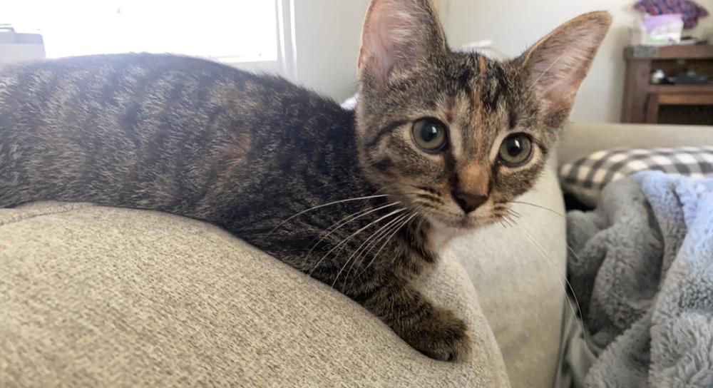Enlarge Lizzy, a Adoptable Domestic Short Hair in Peoria, IL image 2/2