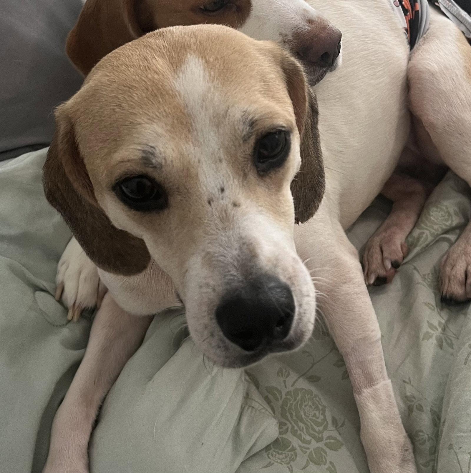 Chloe Grace, Adoptable, Adult Female Beagle.