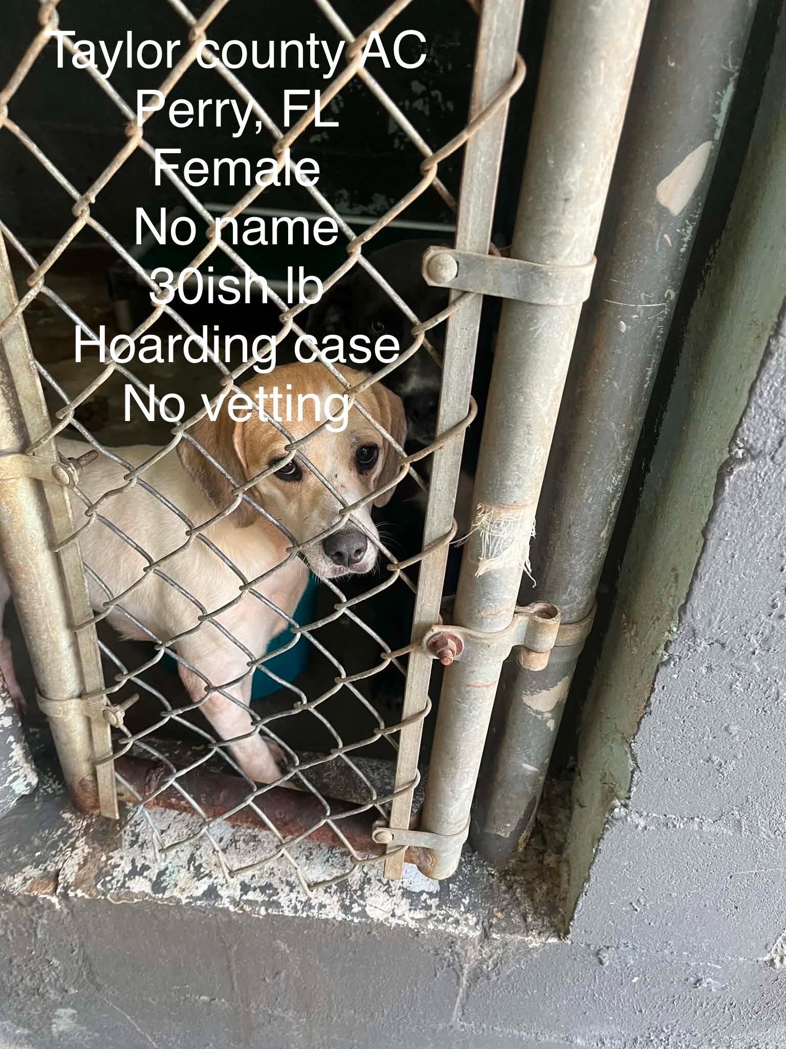Enlarge Chloe Grace, a Adoptable Beagle in Tampa, FL image 2/3