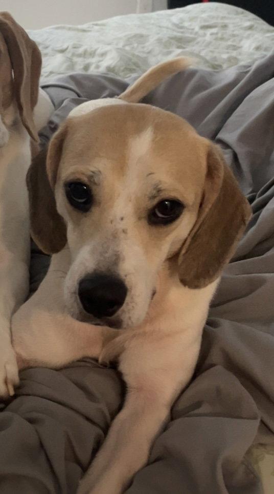 Enlarge Chloe Grace, a Adoptable Beagle in Tampa, FL image 3/3