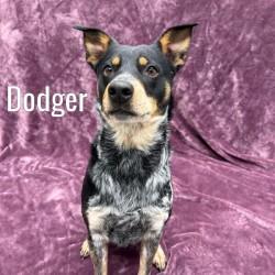 Enlarge Dodger, an adopted mixed breed in Pleasantville, NJ image 1/1