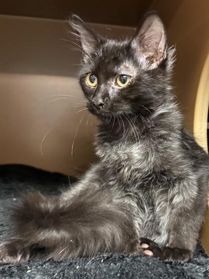 Enlarge Wellington $100, a Adoptable mixed breed in Seneca, SC image 1/3