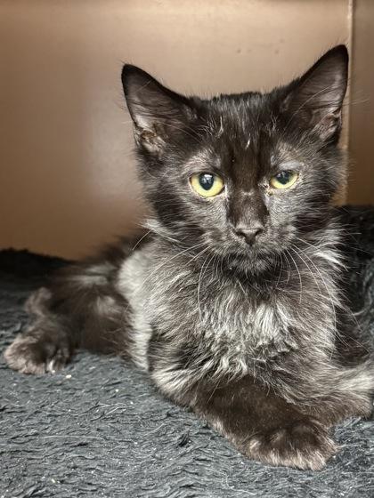 Enlarge Wellington $100, a Adoptable mixed breed in Seneca, SC image 2/3