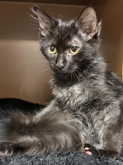 Enlarge Wellington $100, a Adoptable mixed breed in Seneca, SC image 3/3