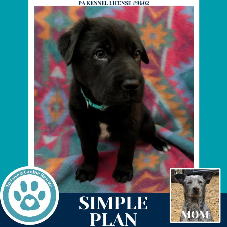 Simple Plan (Ellie May's Warped Tour Setlist), Adoptable, Puppy Male Australian Cattle Dog / Blue Heeler.