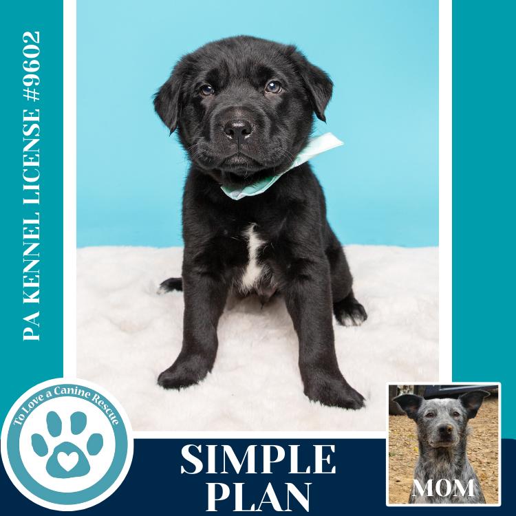 Enlarge Simple Plan (Ellie May's Warped Tour Setlist), a Adoptable mixed breed in Kimberton, PA image 2/6