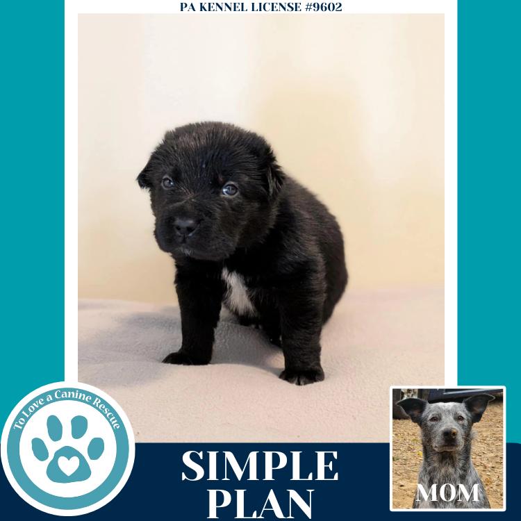 Enlarge Simple Plan (Ellie May's Warped Tour Setlist), a Adoptable mixed breed in Kimberton, PA image 3/6