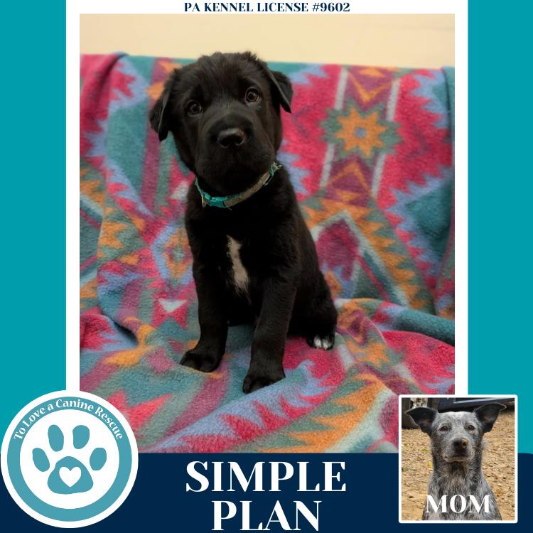 Enlarge Simple Plan (Ellie May's Warped Tour Setlist), a Adoptable mixed breed in Kimberton, PA image 4/6