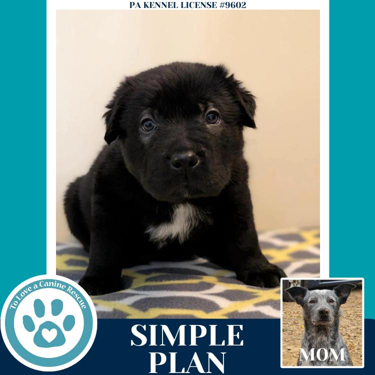 Enlarge Simple Plan (Ellie May's Warped Tour Setlist), a Adoptable mixed breed in Kimberton, PA image 5/6