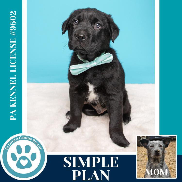 Enlarge Simple Plan (Ellie May's Warped Tour Setlist), a Adoptable mixed breed in Kimberton, PA image 6/6