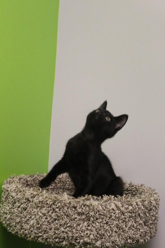 Curly, a Adoptable Domestic Short Hair in Jackson, TN image 1/3