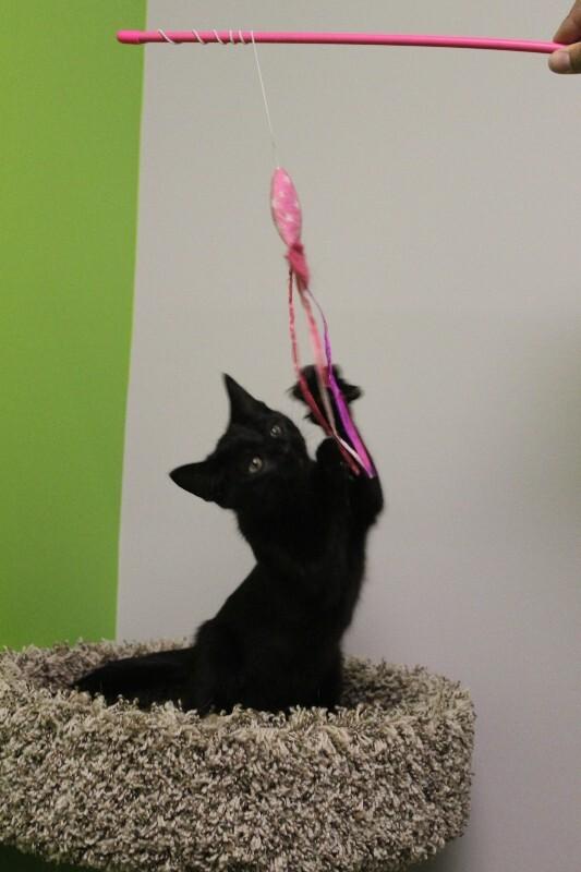 Curly, a Adoptable Domestic Short Hair in Jackson, TN image 2/3