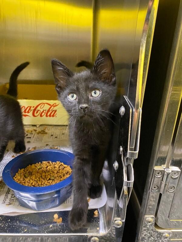 Curly, a Adoptable Domestic Short Hair in Jackson, TN image 3/3