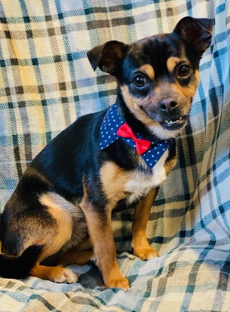 Edgar, ADOPTABLE, Young Male Miniature Pinscher & Chihuahua.