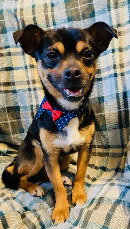 Enlarge Edgar, a ADOPTABLE mixed breed in Colusa, CA image 5/6