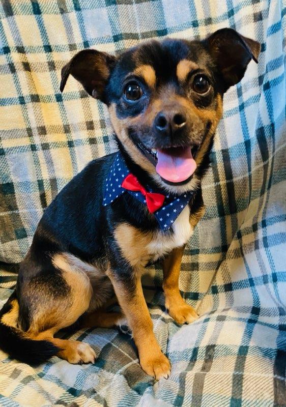 Enlarge Edgar, a ADOPTABLE mixed breed in Colusa, CA image 6/6