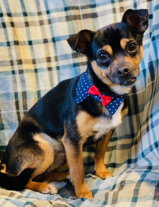 Enlarge Edgar, a ADOPTABLE mixed breed in Colusa, CA image 4/6