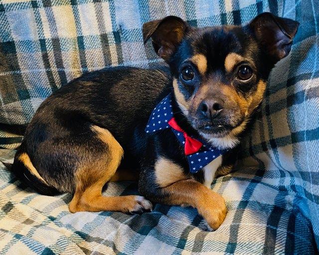 Enlarge Edgar, a ADOPTABLE mixed breed in Colusa, CA image 3/6