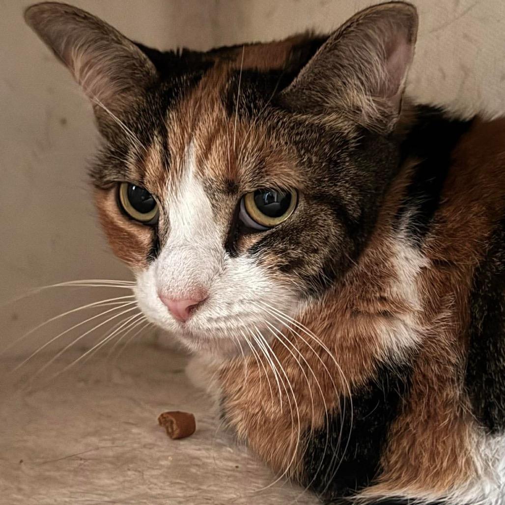 Lubba, Adoptable, Adult Female Domestic Short Hair.