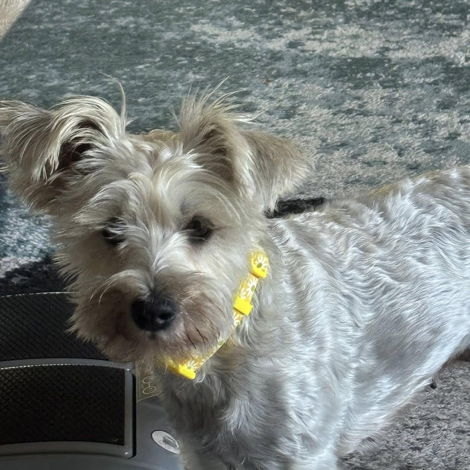 Precious, adopted, Adult Female Schnauzer.