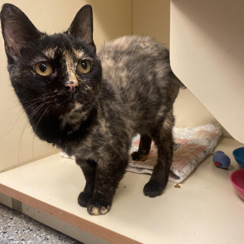 Cola, Adoptable, Adult Female Domestic Short Hair.
