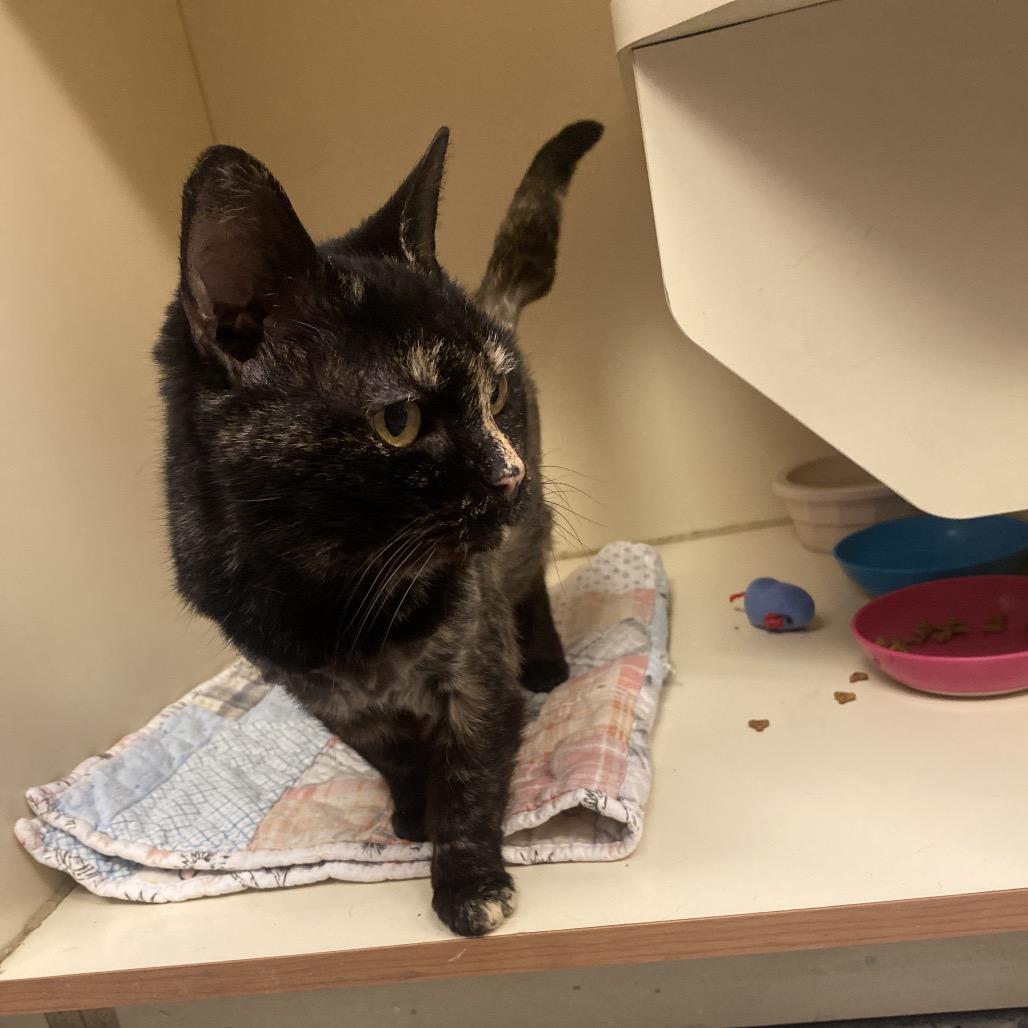 Enlarge Cola, a Adoptable Domestic Short Hair in Dayton, OH image 2/5