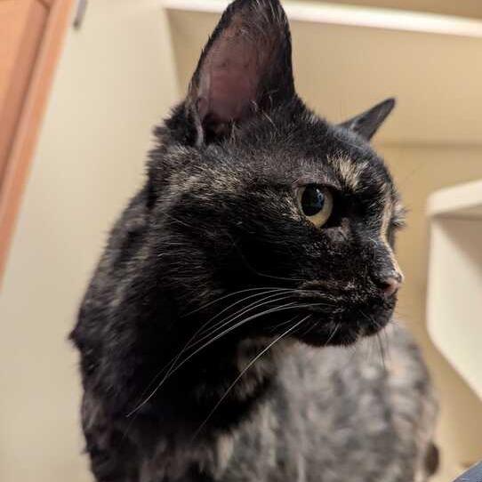 Enlarge Cola, a Adoptable Domestic Short Hair in Dayton, OH image 3/5