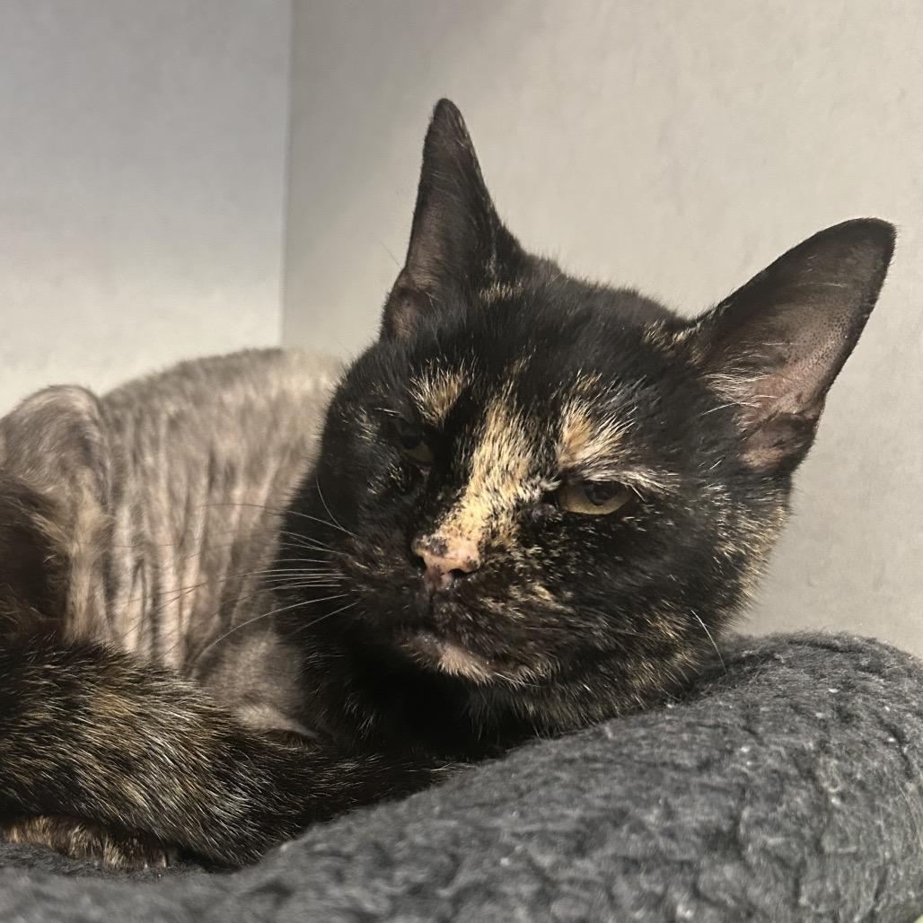 Cola, Adoptable, Adult Female Domestic Short Hair.