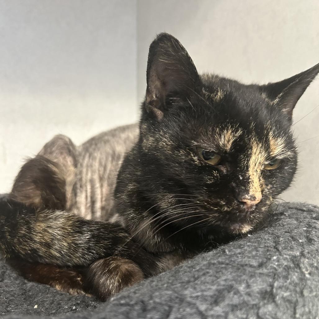 Cola, a Adoptable Domestic Short Hair in Dayton, OH image 2/2